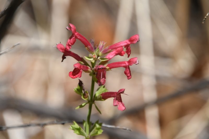 Stachys coccinea, photographed by Mike Ostrowski