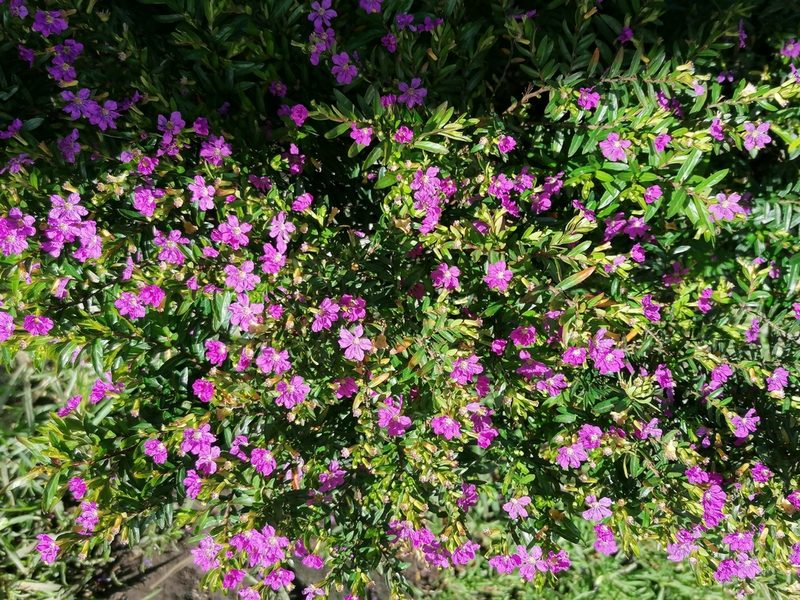 Cuphea hyssopifolia, photographed by taniaat