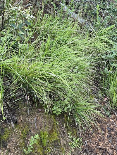 Calamagrostis rubescens, photographed by Roger Raiche