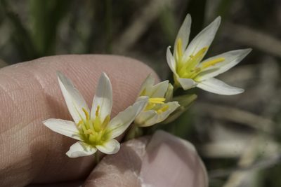 Nothoscordum bivalve, photographed by Craig Martin