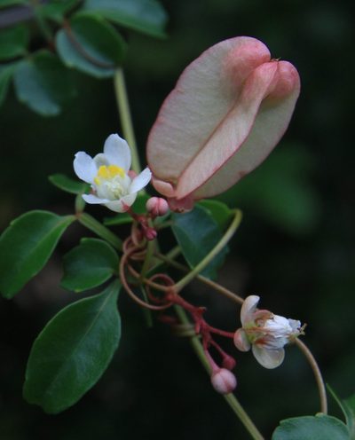 Serjania polyphylla, photographed by Brian Oakes Haiti Hunter