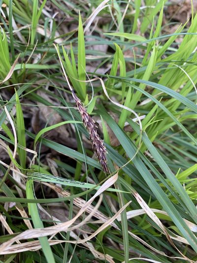 Carex picta, photographed by Daniel J. Layton