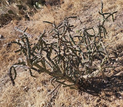 Cylindropuntia imbricata, photographed by Lyrae