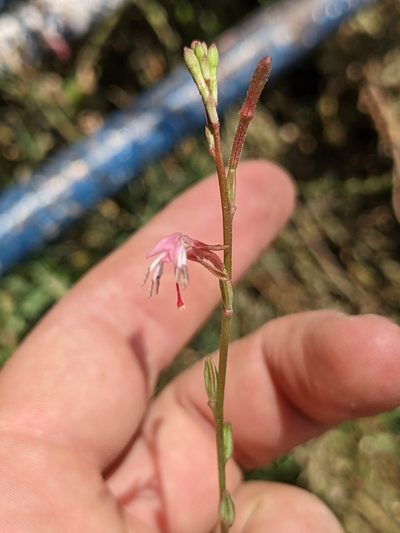 Oenothera hexandra, photographed by Connor McInerney