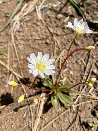 Lewisia oppositifolia, photographed by Parker James Lloyd