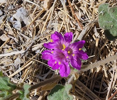 Allionia incarnata, photographed by Lyrae