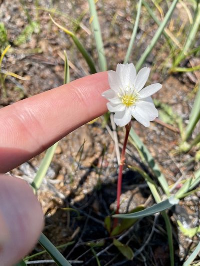 Lewisia oppositifolia, photographed by Parker James Lloyd
