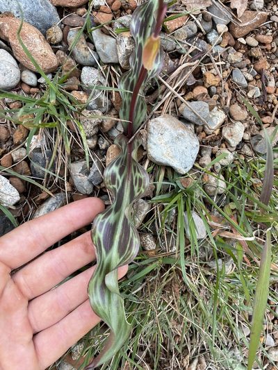 Erythronium citrinum, photographed by Parker James Lloyd