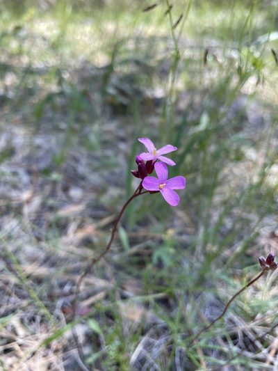 Arabis aculeolata, photographed by Parker James Lloyd