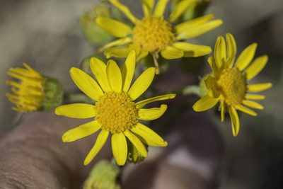 Packera plattensis, photographed by Craig Martin