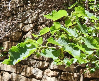 Morus microphylla, photographed by Lyrae