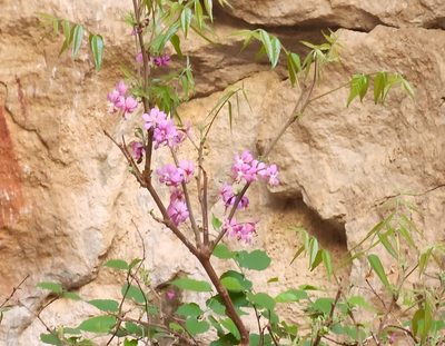 Ungnadia speciosa, photographed by Lyrae