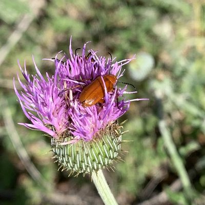 Cirsium texanum, photographed by Laura Clark