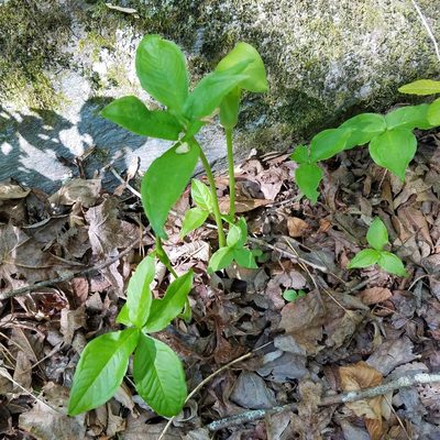 Arisaema quinatum, photographed by Leila Dasher
