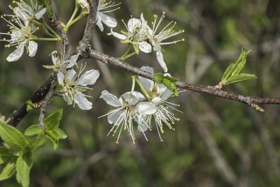 Prunus americana, photographed by Craig Martin