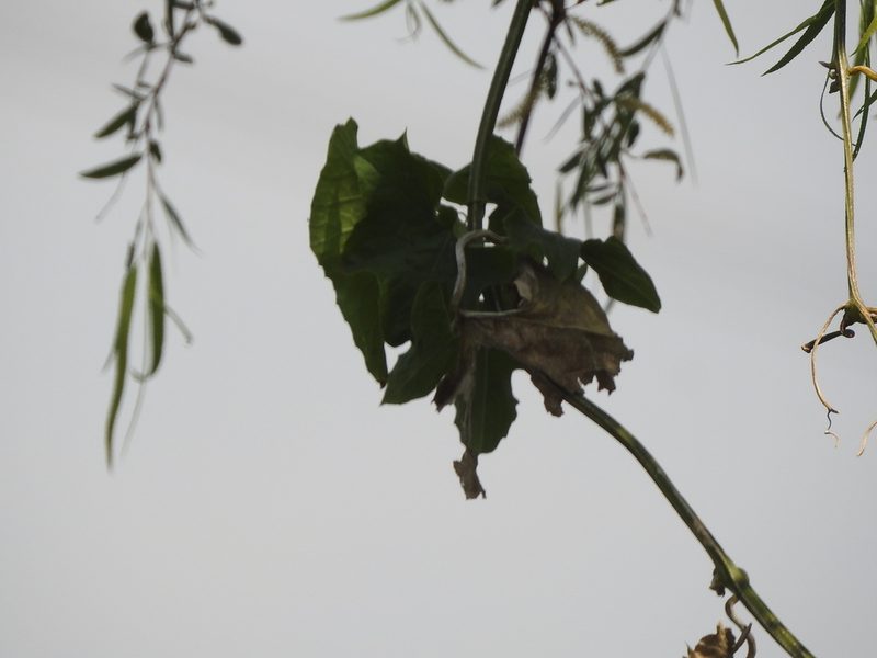 Luffa aegyptiaca, photographed by Adriana Nelly Correa Sandoval