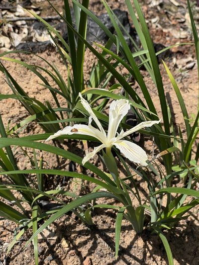 Iris purdyi, photographed by Roger Raiche
