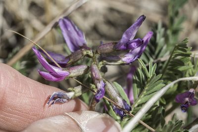 Astragalus crassicarpus, photographed by Craig Martin