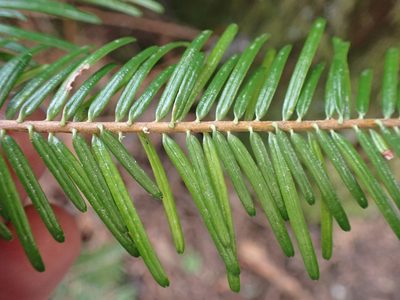 Abies grandis, photographed by giantcicada