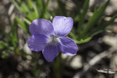 Viola pedatifida, photographed by Craig Martin