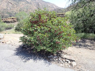 Cercis occidentalis, photographed by Steve Woodward