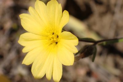 Lagophylla minor, photographed by Steve Woodward