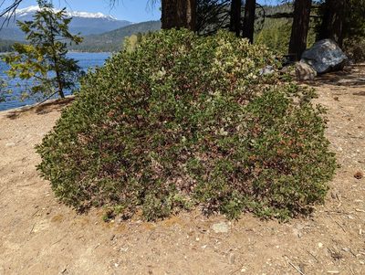 Arctostaphylos patula, photographed by Dominic Gentilcore