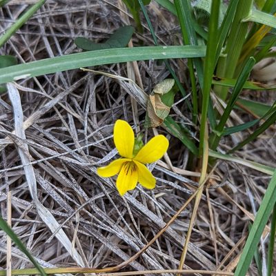 Viola praemorsa, photographed by Dominic Gentilcore