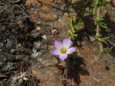 Linanthus dianthiflorus