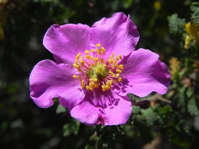 Rosa minutifolia, photographed by James C. Davis