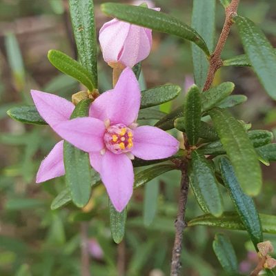Boronia rosmarinifolia, photographed by ronavery