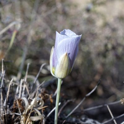 Calochortus ambiguus, photographed by Andrew Tree