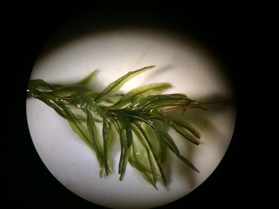 Atrichum crispulum, photographed by Étienne Lacroix-Carignan