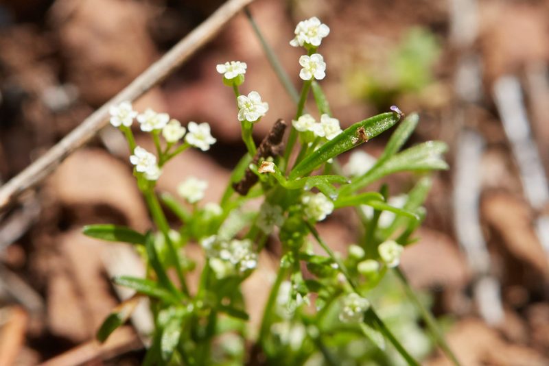 Apiastrum angustifolium, photographed by Ken-ichi Ueda