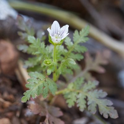 Eucrypta chrysanthemifolia, photographed by Ken-ichi Ueda