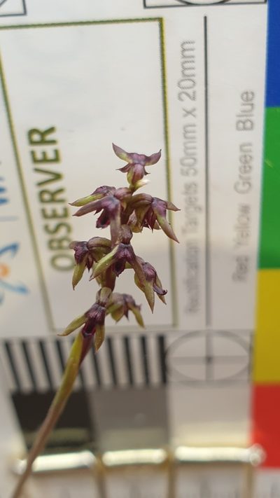 Genoplesium rufum, photographed by Rosalie Lawrence