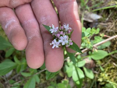 Valeriana sitchensis, photographed by Jon Ferreira