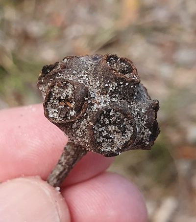Syncarpia hillii, photographed by ronavery