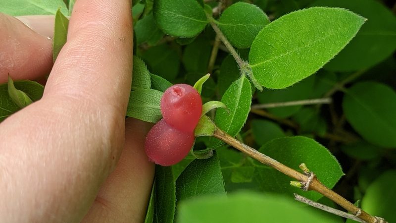 Lonicera fragrantissima, photographed by Erin Lalime