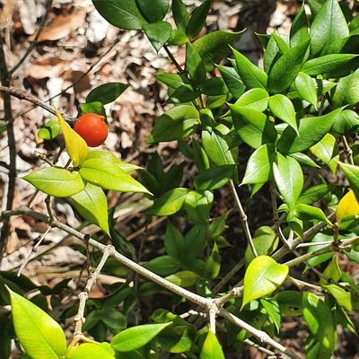 Alyxia ruscifolia, photographed by ronavery