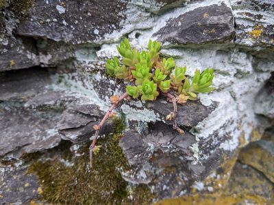 Sedum sarmentosum, photographed by cgmayers