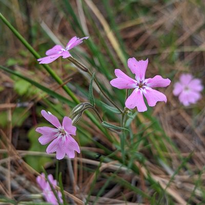 Phlox speciosa, photographed by Dominic Gentilcore