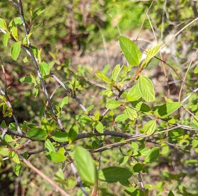 Ceanothus integerrimus, photographed by Logan J.L. Bradley