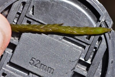 Fontinalis neomexicana, photographed by Braden J. Judson