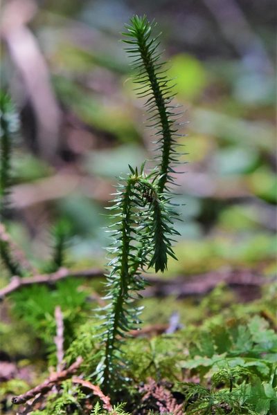 Huperzia occidentalis, photographed by Braden J. Judson