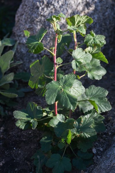Ribes canthariforme, photographed by Trevor Van Loon
