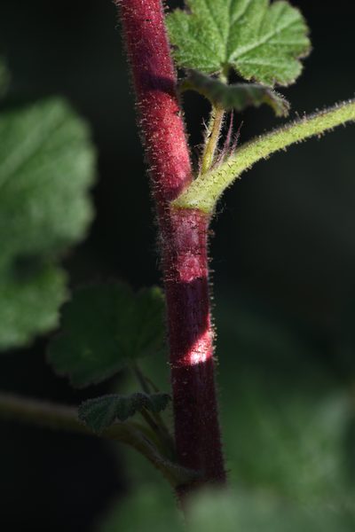 Ribes canthariforme, photographed by Trevor Van Loon