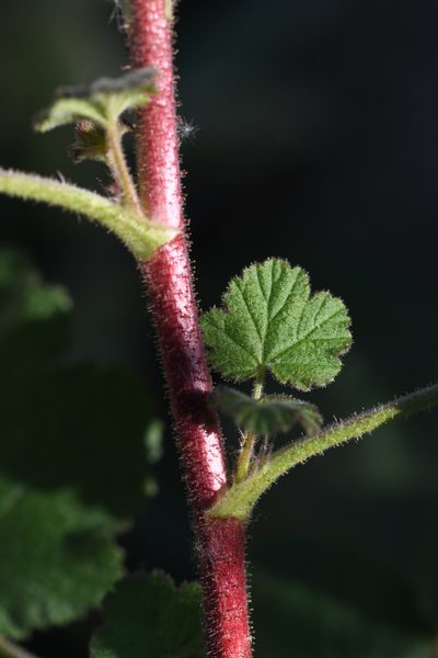 Ribes canthariforme, photographed by Trevor Van Loon