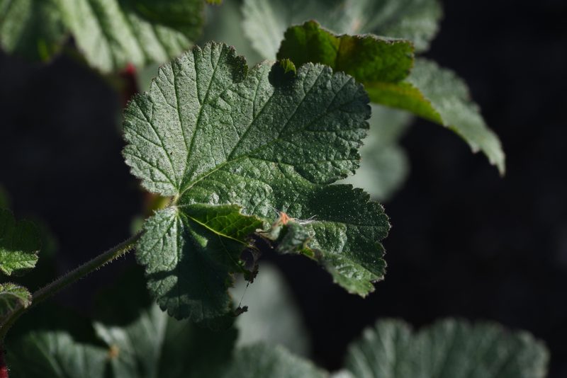 Ribes canthariforme, photographed by Trevor Van Loon