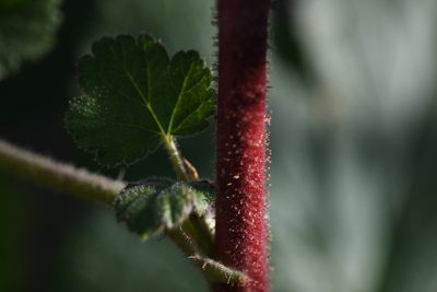 Ribes canthariforme, photographed by Trevor Van Loon